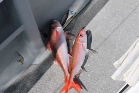 へいみつ丸 釣果