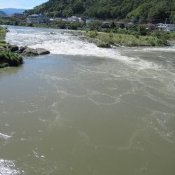 狩野川(狩野川漁業協同組合) 釣果