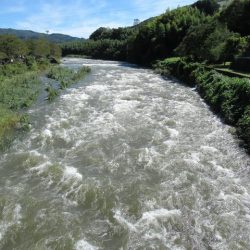 狩野川(狩野川漁業協同組合) 釣果
