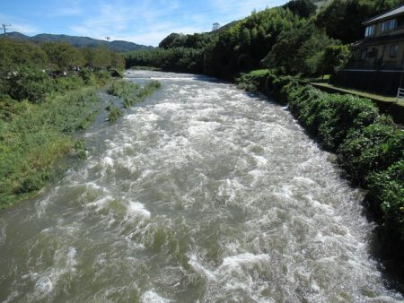 狩野川(狩野川漁業協同組合) 釣果