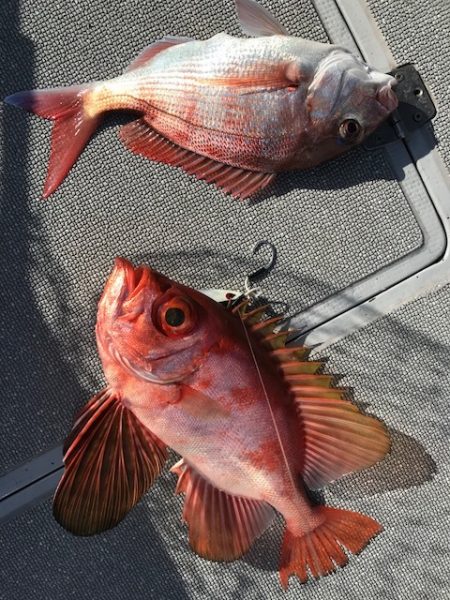 へいみつ丸 釣果