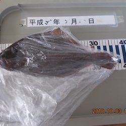 姫路市立遊魚センター 釣果