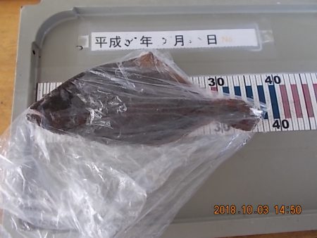 姫路市立遊魚センター 釣果