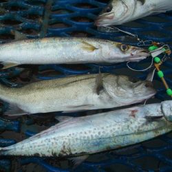 オリジナルメーカー海づり公園(市原市海づり施設) 釣果
