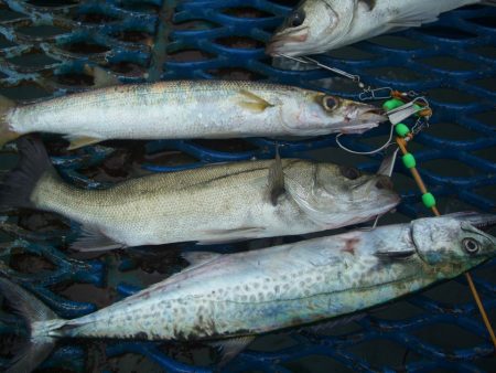 オリジナルメーカー海づり公園(市原市海づり施設) 釣果