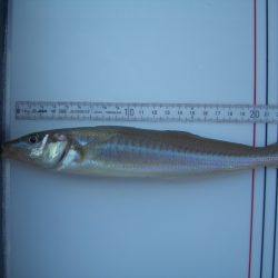 オリジナルメーカー海づり公園(市原市海づり施設) 釣果