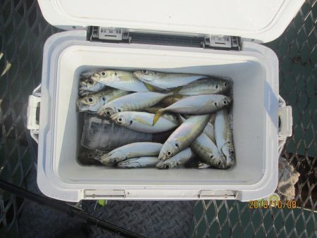 下関フィッシングパーク 釣果