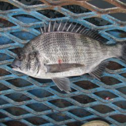 オリジナルメーカー海づり公園(市原市海づり施設) 釣果