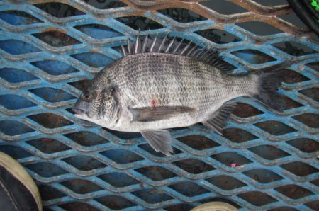 オリジナルメーカー海づり公園(市原市海づり施設) 釣果