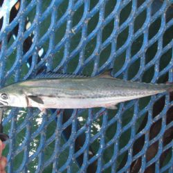 オリジナルメーカー海づり公園(市原市海づり施設) 釣果