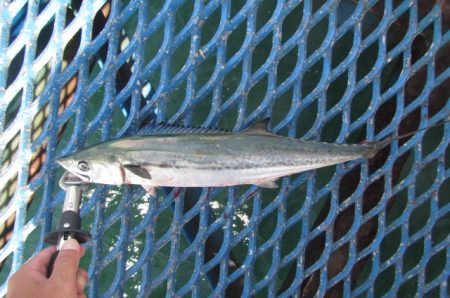 オリジナルメーカー海づり公園(市原市海づり施設) 釣果