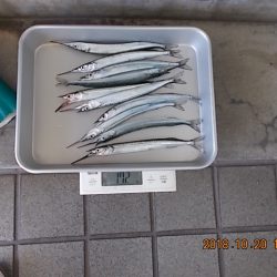 姫路市立遊魚センター 釣果