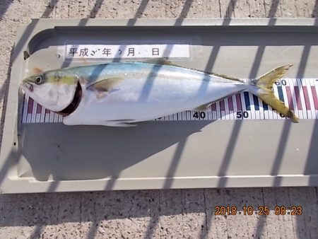 姫路市立遊魚センター 釣果