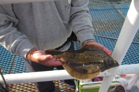オリジナルメーカー海づり公園(市原市海づり施設) 釣果
