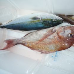 浅間丸 釣果
