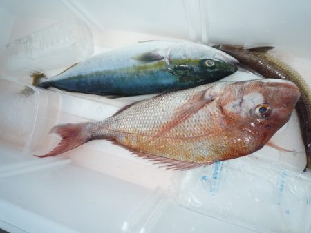 浅間丸 釣果