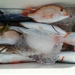 大進丸(新潟) 釣果