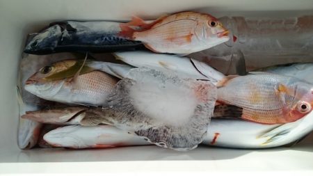 大進丸(新潟) 釣果