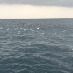 へいみつ丸 釣果