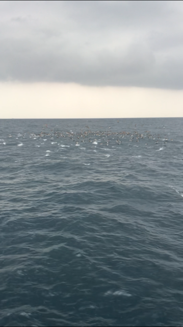 へいみつ丸 釣果