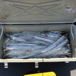 へいみつ丸 釣果