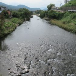 狩野川（狩野川漁業協同組合） 釣果
