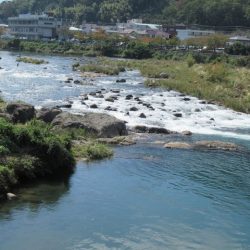 狩野川(狩野川漁業協同組合) 釣果