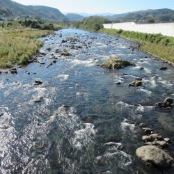 狩野川(狩野川漁業協同組合) 釣果