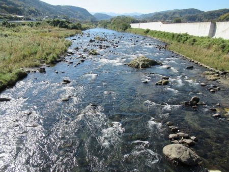 狩野川(狩野川漁業協同組合) 釣果