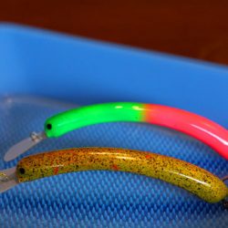 小菅トラウトガーデン 釣果