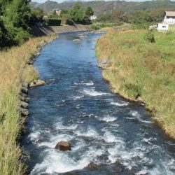 狩野川(狩野川漁業協同組合) 釣果