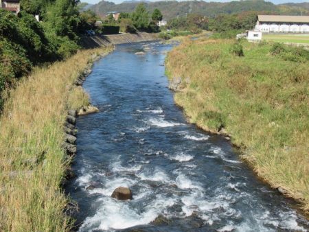 狩野川(狩野川漁業協同組合) 釣果