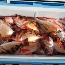 大進丸（新潟） 釣果