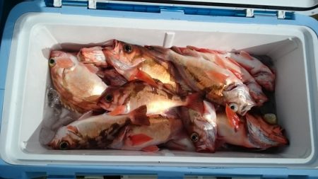 大進丸（新潟） 釣果