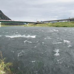 狩野川(狩野川漁業協同組合) 釣果