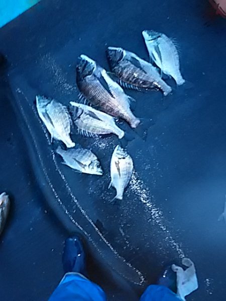 勝丸渡船 釣果