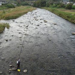 狩野川(狩野川漁業協同組合) 釣果