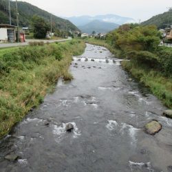 狩野川(狩野川漁業協同組合) 釣果