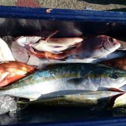 大進丸(新潟) 釣果