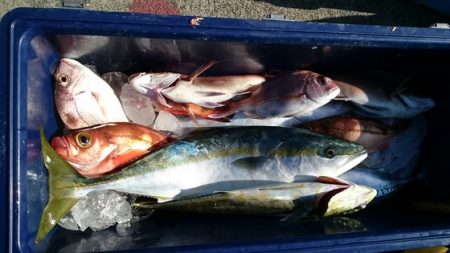 大進丸(新潟) 釣果