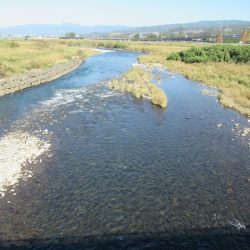 狩野川(狩野川漁業協同組合) 釣果