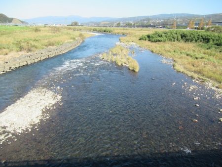 狩野川(狩野川漁業協同組合) 釣果