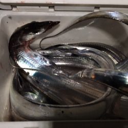 鶴浜緑地 時合後も