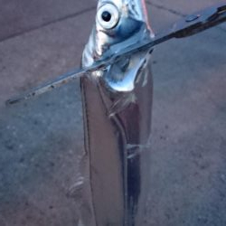 6日連続タチウオ釣行