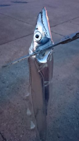 6日連続タチウオ釣行