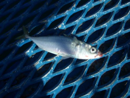 オリジナルメーカー海づり公園(市原市海づり…