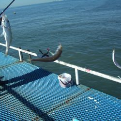 オリジナルメーカー海づり公園(市原市海づり施設) 釣果