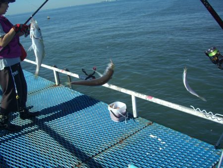 オリジナルメーカー海づり公園(市原市海づり施設) 釣果