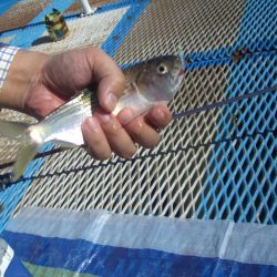 オリジナルメーカー海づり公園(市原市海づり施設) 釣果