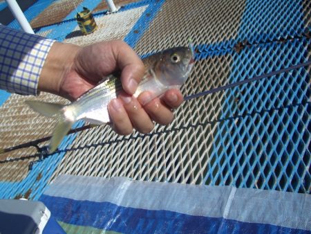 オリジナルメーカー海づり公園(市原市海づり施設) 釣果